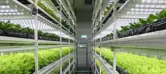 我为何做农业,植物工厂是个什么鬼神秘黑科技?你的假期让鹿晗给毁了?