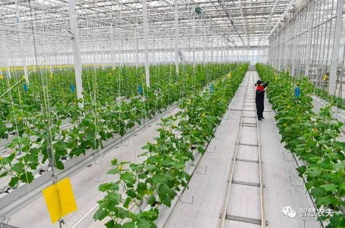 发展现代设施农业可以让农民发家致富吗
