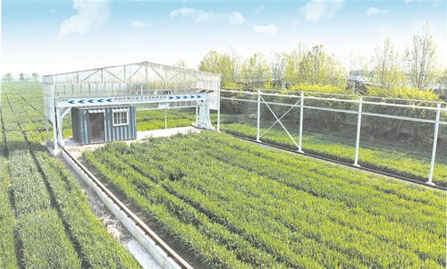 智慧引领 淄博农业数字化转型加速推进