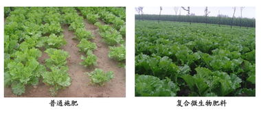 生物技术应用于农业生产势在必行