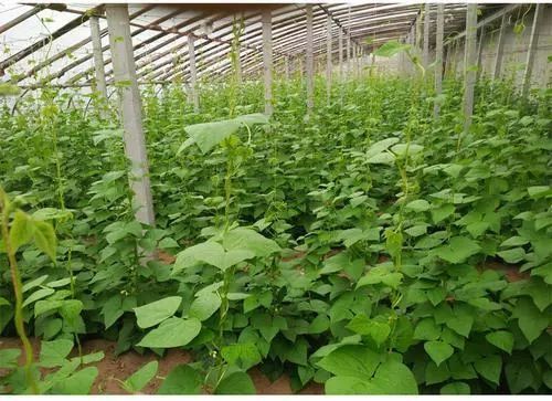 泓农生物 白不老豆角种植技术,好吃又高产,采收期长达半年以上