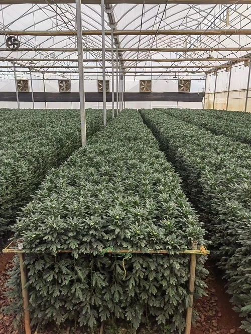 研究揭示菊花抗低温调控机制