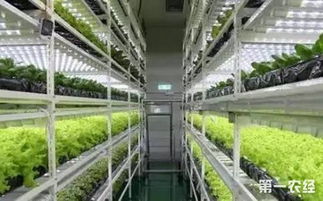 什么是植物工厂 植物工厂颠覆传统种植模式