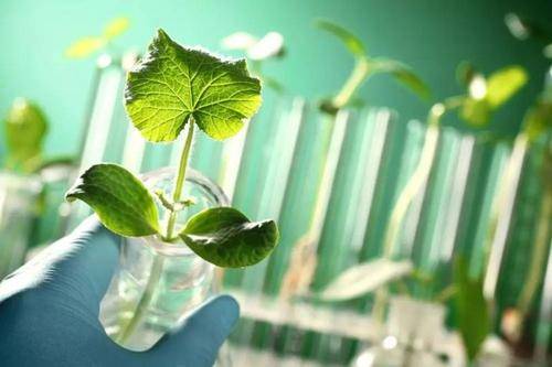 农业革新之路:生物技术如何改变农业种植?