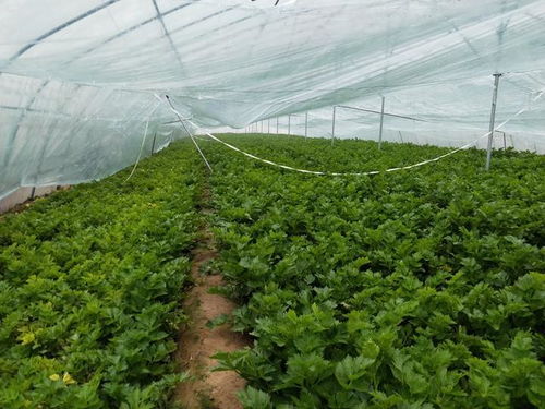 芹菜为啥生长慢,农户明白4点,长势健壮,产量高