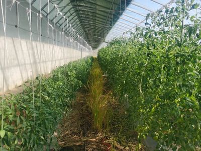 “农业+技术人才” 助力现代农业高质量发展