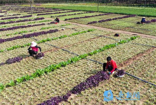 沭阳 地被植物助农增收