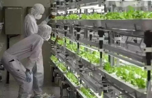 植物激素使太空农业成为可能