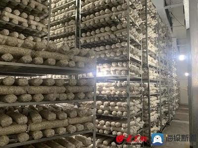 老区新貌·崮乡走在前:新政聚才 小香菇为蒙阴撑起"致富伞"