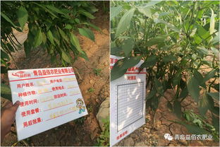 中国农产品品质提升大行动 海洋生物刺激素 奇能198 辣椒篇