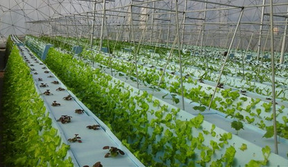 用电和海水来种菜?这个“植物工厂”有高招