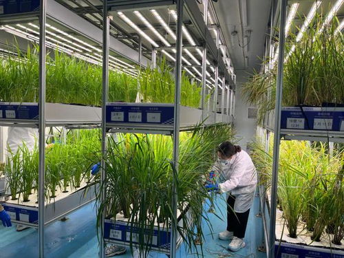 无人植物工厂 能否从科幻走向现实