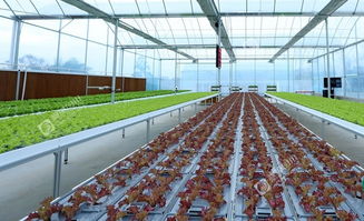 成都植物工厂 让科幻变为现实