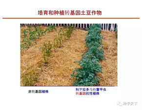 美国科学院院士邓兴旺带您走进 现代农业生物技术及育种