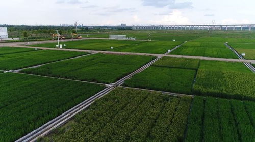 科普 加强作物种质资源保护与利用