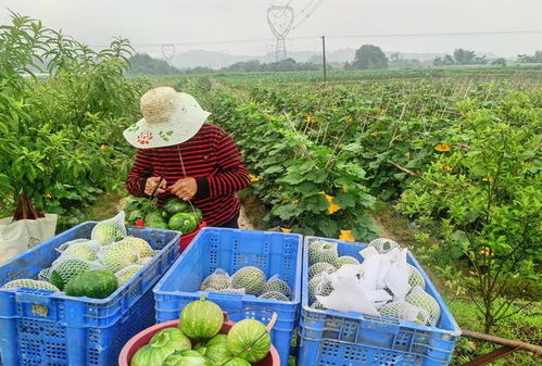 助力乡村振兴 悦绿山生物科技与乐农汇农产品配送成功签约