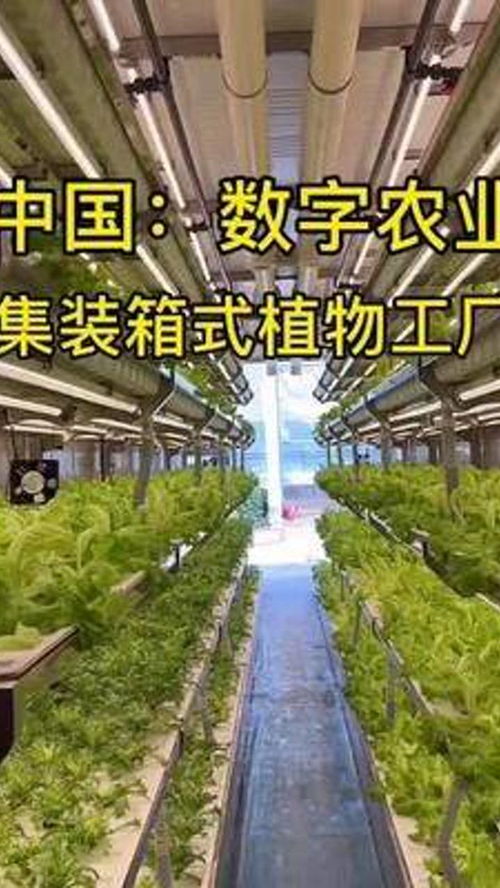 中国数字农业 集装箱式蔬菜植物工厂