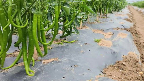 生物降解地膜助力农业绿色发展,农业 高科技 亮相种博会