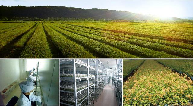 技术丨秸秆生物反应堆技术摆脱农业依赖化肥局面
