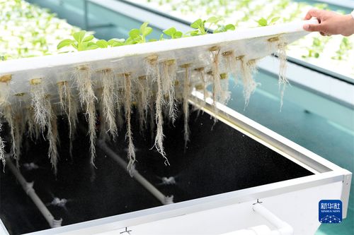 智慧农业 植物工厂 绘就丰收新画卷