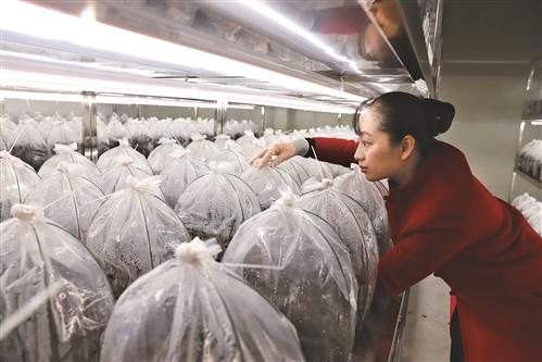 植物工厂 助力高效农业