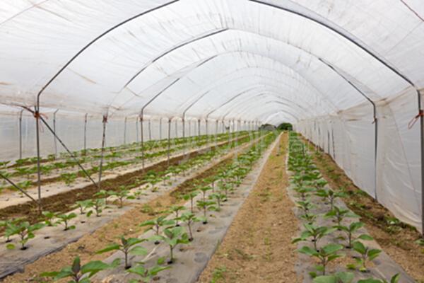 在温室里生长的生物西红柿。