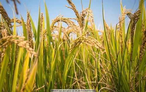 黑龙江12月玉米 大豆 稻米市场月报