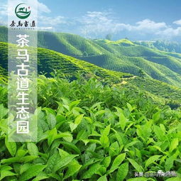 长期喝茶,能让身体感受到5个好处 建议收藏
