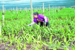 特色生物药种植助农脱贫