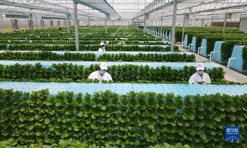 新华全媒 丨蔬菜长 墙上 ,好吃又 时尚 智慧 菜园子 的科技范