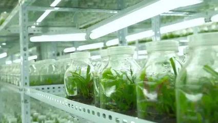 【未来农业】合成生物学在农业中的应用与前景