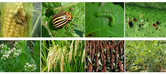 微生物除草剂健康|贵州生物除草剂|百恩生物