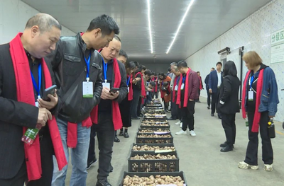 全国400余名经销商和供应商参观考察贵州道真食用菌产业