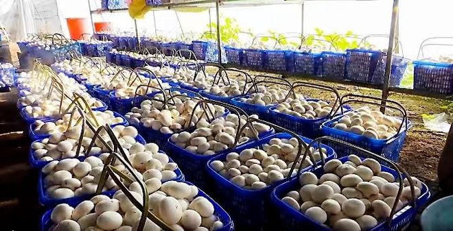 【产业洞察】吴清平院士:我国农业微生物发展趋势