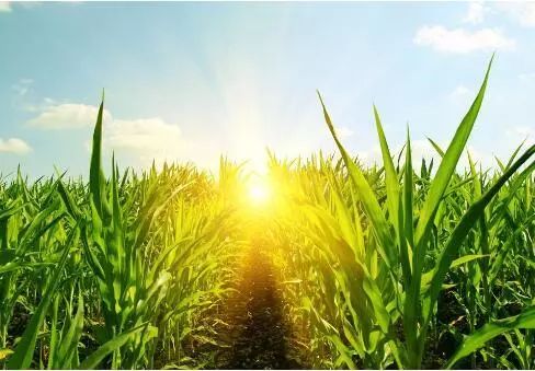 农业部 2018年农业转基因生物监管工作方案的通知 研发 生产 加工 经营全覆盖