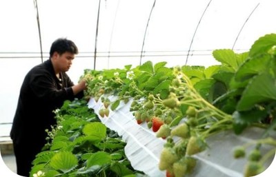 农业生物技术
