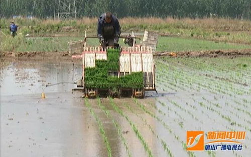 万亩炭基大米 天善生物科技赋能现代农业