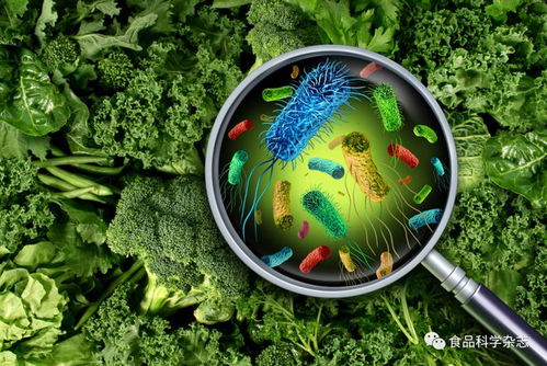 食品科学 华中农业大学王小红教授等 基于噬菌体的电化学生物传感器在检测食源性病原菌中的研究进展
