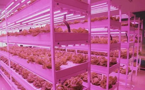 青岛西海岸商品交易中心 未来已来植物工厂颠覆传统农业种植方式
