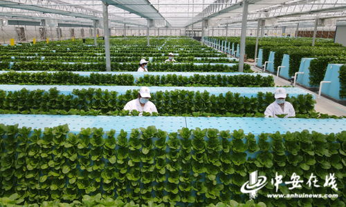 蔬菜长 墙上 好吃又时尚 智慧 菜园子 的科技范