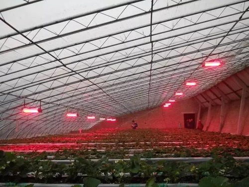 食品安全,植物工厂机械化 中药健康,农业休闲美如画 药最网