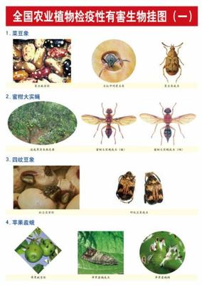全国农业植物检疫性有害生物挂图