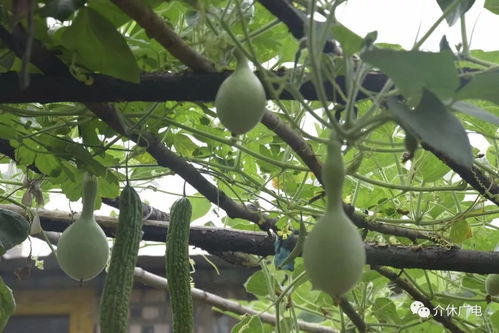 义安镇中街村赵良生家种了一院子 奇葩植物 ,还参加了山西特色农产品交易博览会