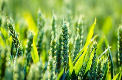 生态农业示范园的秘技:生物动力农业