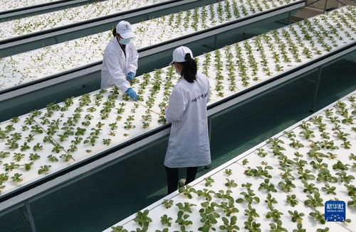 新华全媒 丨蔬菜长 墙上 ,好吃又 时尚 智慧 菜园子 的科技范
