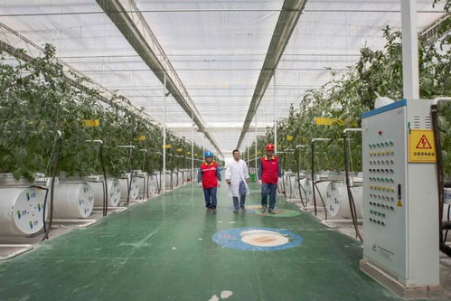 点亮新疆的一百盏灯丨走向 新 生活 高端农业来看这座植物工厂