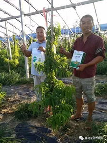彻底干掉化肥,不是没有可能