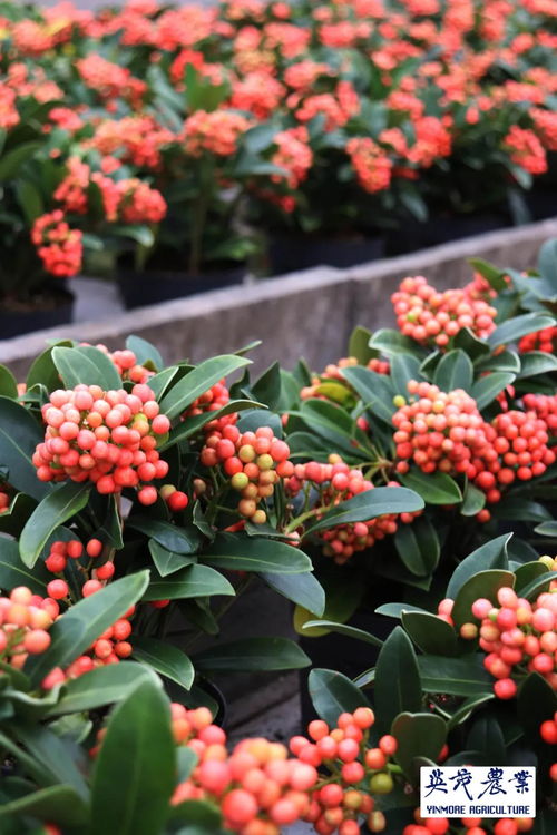 cop15 保护生物多样性,英茂现代农业一直在行动