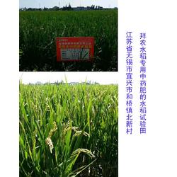 临汾生物农药,拜农中药叶面肥,水稻生物农药防治土传病害
