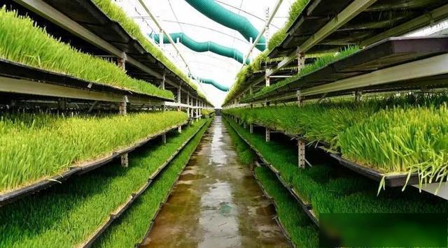 【世界土壤日】防止盐碱化,提高生产力_土地_生物_农业